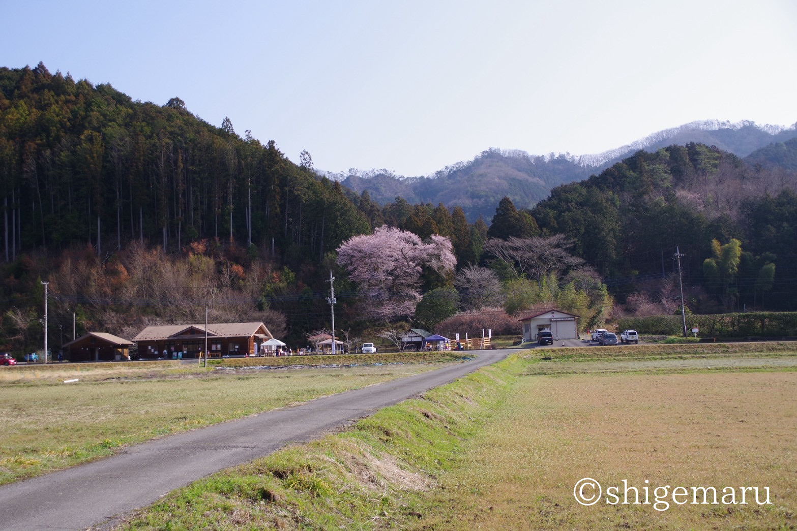 遊郷桜の全景