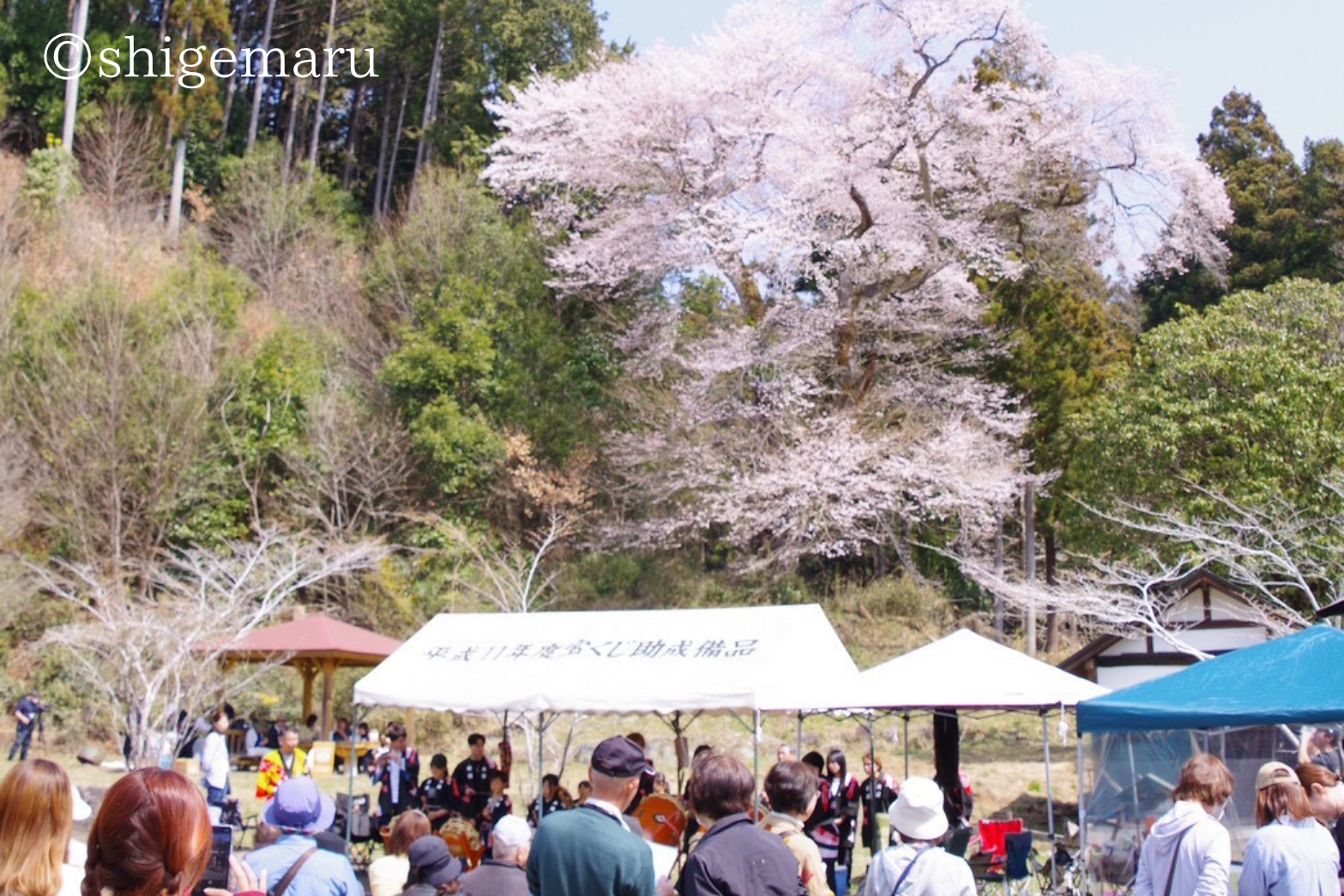 満開の遊郷桜と会場の様子